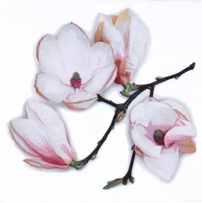 White Magnolia Decorative Napkins - 20 ct