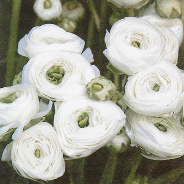 White Ranunculus on the Field Decorative Napkins - 20 ct