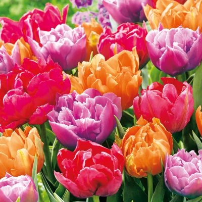 Tulip Blossoms  Napkins - 20 ct