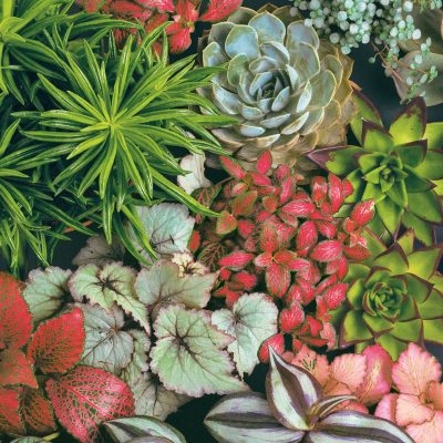Succulents Mix Decorative Napkins - 20ct